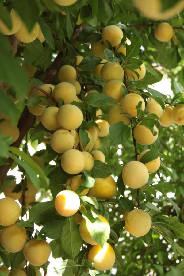 OriaCasa Nuestro Sueno住宿加早餐旅馆 外观 照片